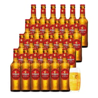 24 Cerveza Estrella Damm 330cc + Vaso