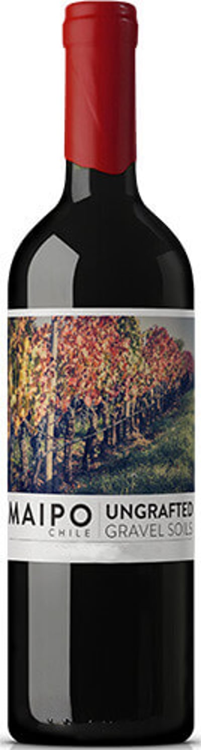 Ungrafted Gravel Soils Carmenere 2024